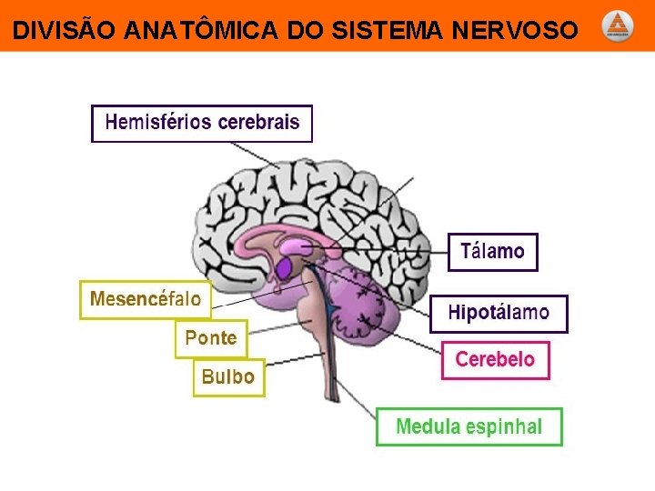 Sistema Nervoso Embriologia Divises e Organizao Geral do
