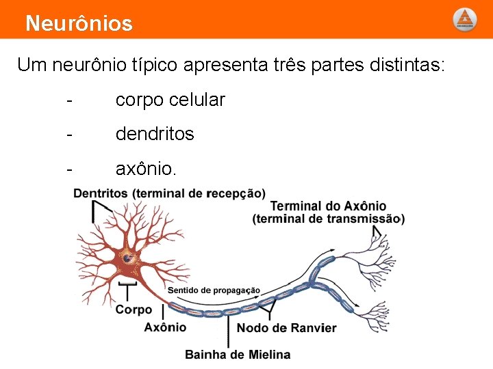 Sistema Nervoso Embriologia Divises e Organizao Geral do