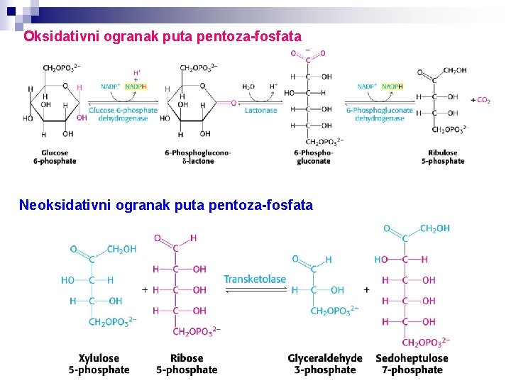 Oksidativni ogranak puta pentoza-fosfata Neoksidativni ogranak puta pentoza-fosfata 