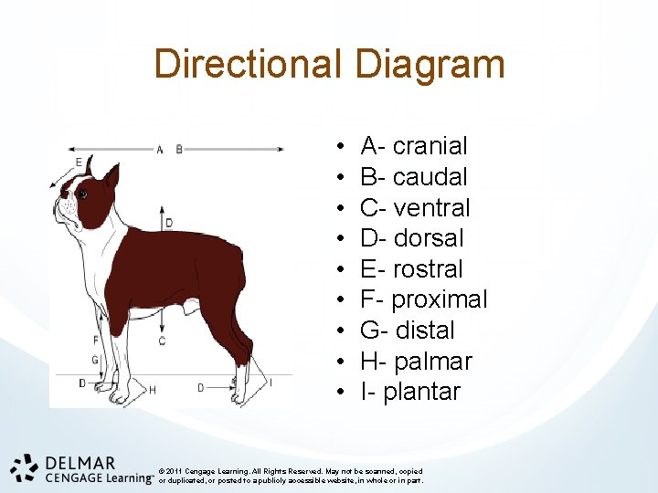 Directional Diagram • • • A- cranial B- caudal C- ventral D- dorsal E-