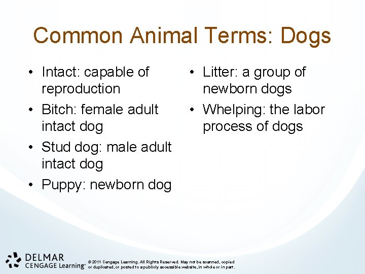 Common Animal Terms: Dogs • Intact: capable of reproduction • Bitch: female adult intact