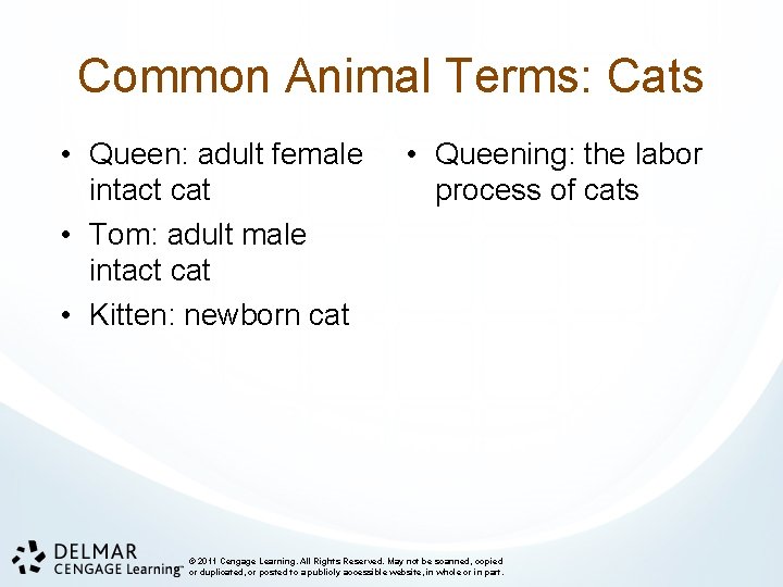 Common Animal Terms: Cats • Queen: adult female intact cat • Tom: adult male