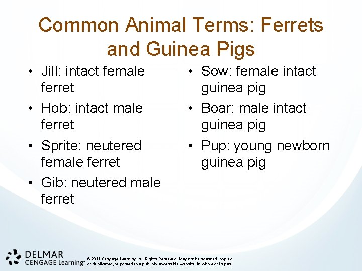 Common Animal Terms: Ferrets and Guinea Pigs • Jill: intact female ferret • Hob: