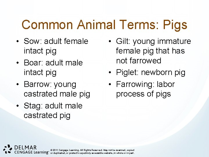Common Animal Terms: Pigs • Sow: adult female intact pig • Boar: adult male
