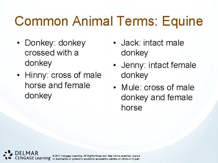Common Animal Terms: Equine • Donkey: donkey crossed with a donkey • Hinny: cross