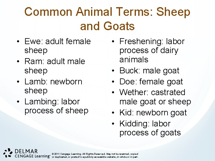 Common Animal Terms: Sheep and Goats • Ewe: adult female sheep • Ram: adult