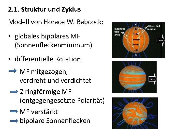 2. 1. Struktur und Zyklus Modell von Horace W. Babcock: • globales bipolares MF