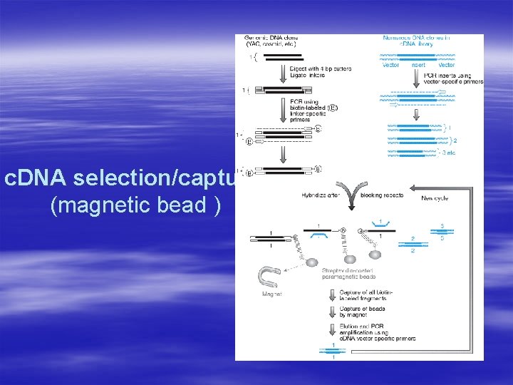 c. DNA selection/capture (magnetic bead ) 
