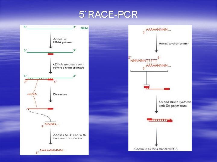 5`RACE-PCR 