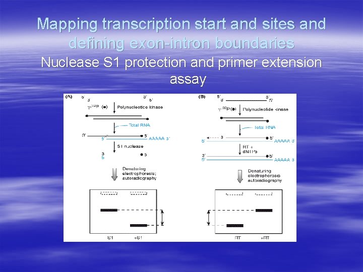 Mapping transcription start and sites and defining exon-intron boundaries Nuclease S 1 protection and