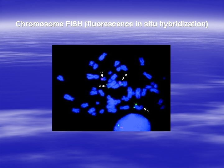 Chromosome FISH (fluorescence in situ hybridization) 