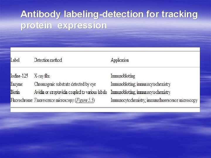 Antibody labeling-detection for tracking protein expression 