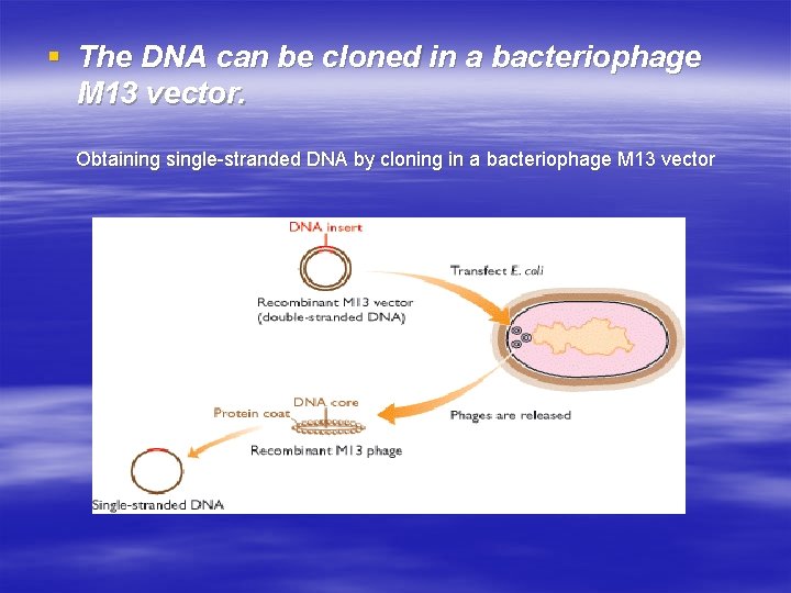 § The DNA can be cloned in a bacteriophage M 13 vector. Obtaining single-stranded