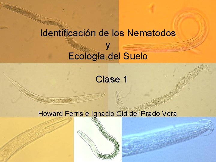 Identificación de los Nematodos y Ecología del Suelo Clase 1 Howard Ferris e Ignacio