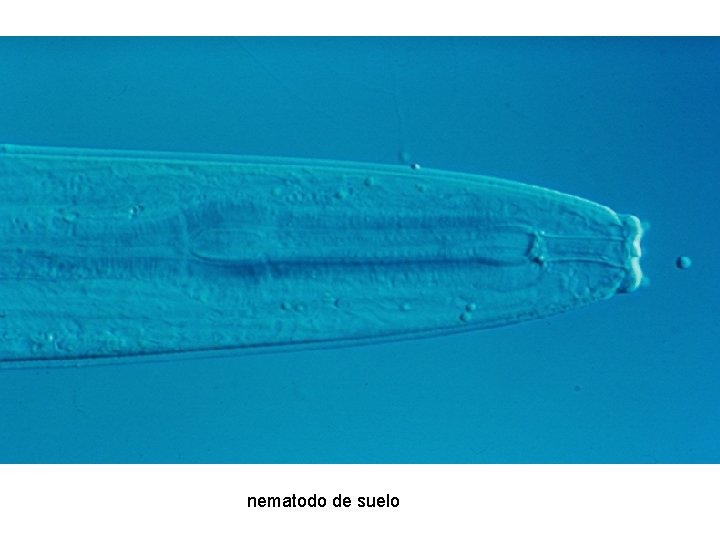 nematodo de suelo 