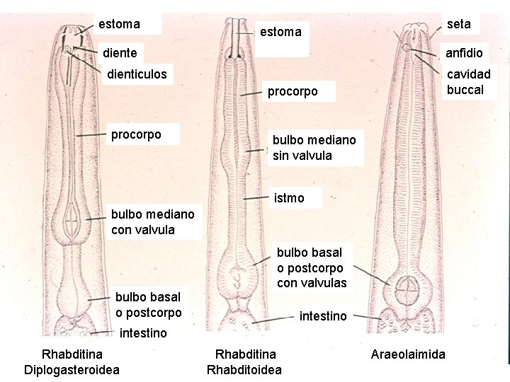estoma seta estoma diente anfidio dienticulos cavidad buccal procorpo bulbo mediano sin valvula istmo