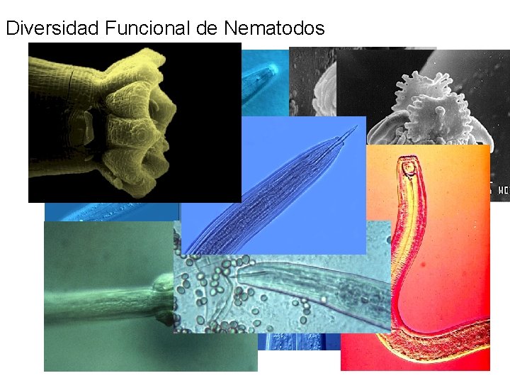Diversidad Funcional de Nematodos 