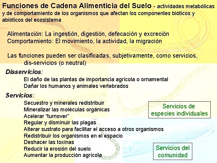Funciones de Cadena Alimenticia del Suelo - actividades metabólicas y de comportamiento de los
