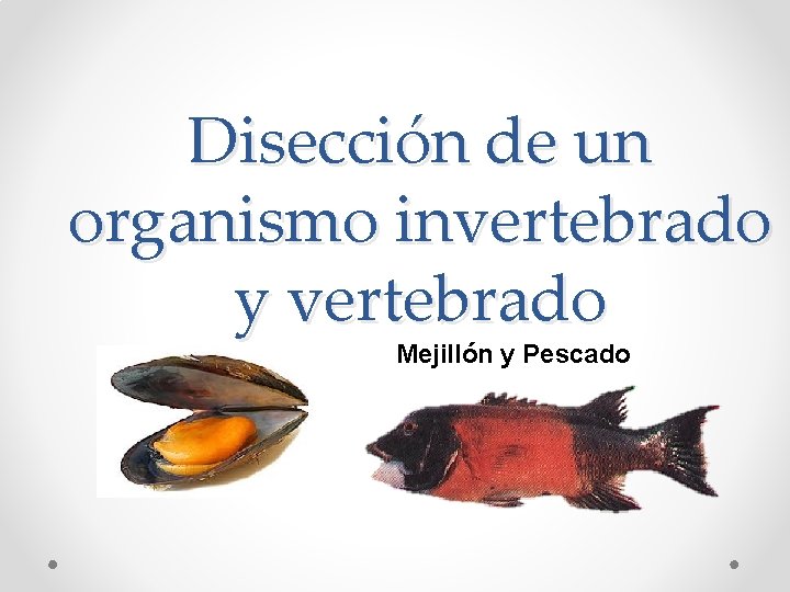 Disección de un organismo invertebrado y vertebrado Mejillón y Pescado 