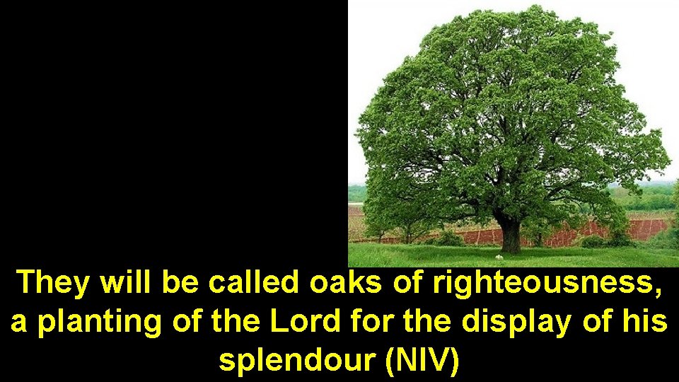 They will be called oaks of righteousness, a planting of the Lord for the