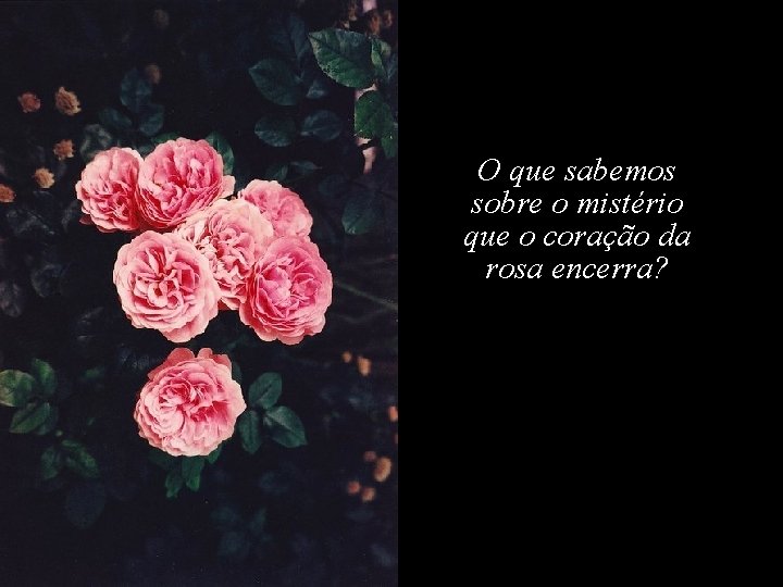 O que sabemos sobre o mistério que o coração da rosa encerra? 