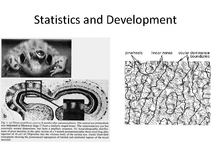 Statistics and Development 