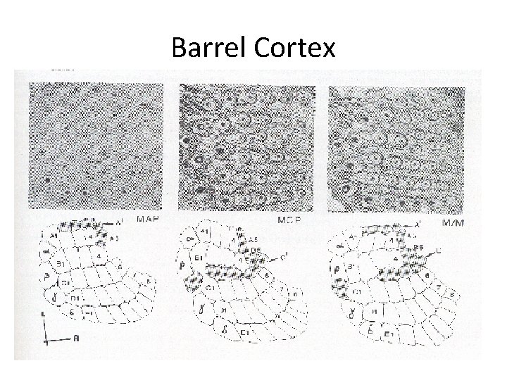 Barrel Cortex 