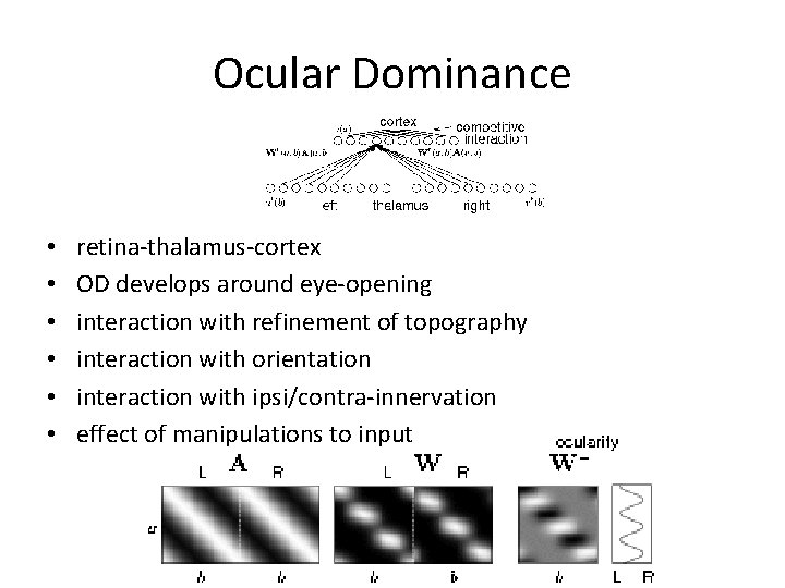 Ocular Dominance • • • retina-thalamus-cortex OD develops around eye-opening interaction with refinement of