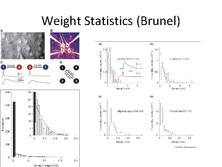 Weight Statistics (Brunel) 