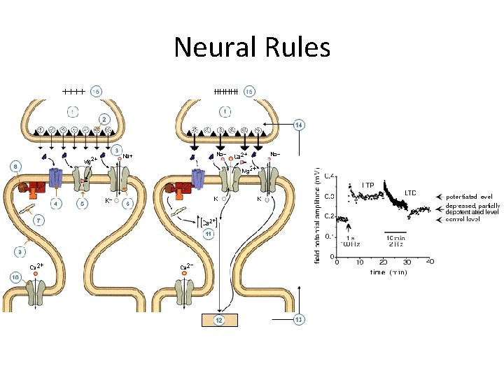 Neural Rules 