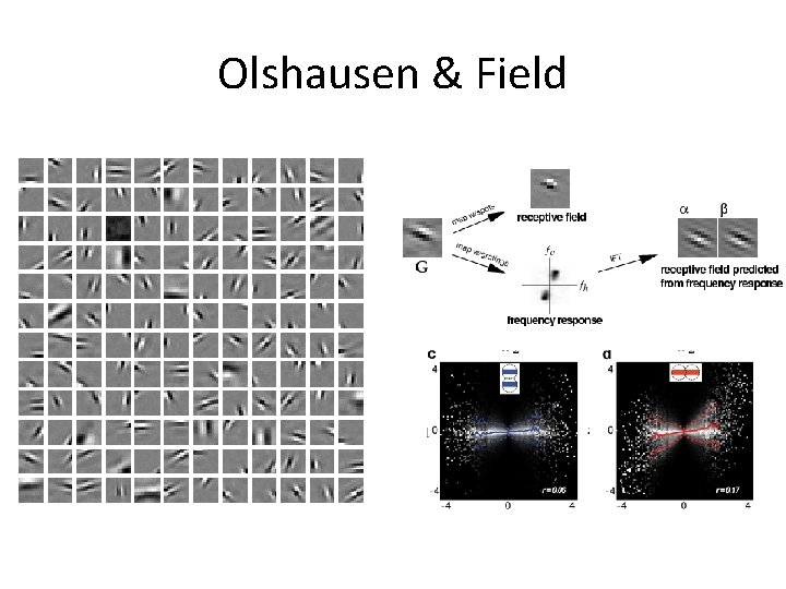 Olshausen & Field 