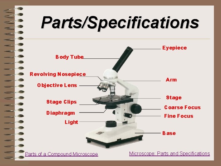 Parts/Specifications Eyepiece Body Tube Revolving Nosepiece Objective Lens Stage Clips Diaphragm Light Arm Stage