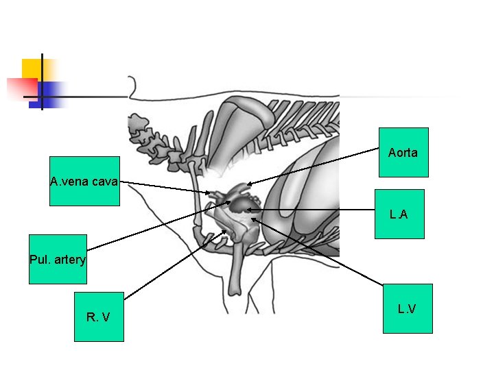 Aorta A. vena cava L. A Pul. artery R. V L. V 