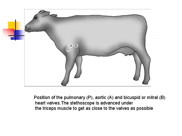 Position of the pulmonary (P), aortic (A) and bicuspid or mitral (B) heart valves.