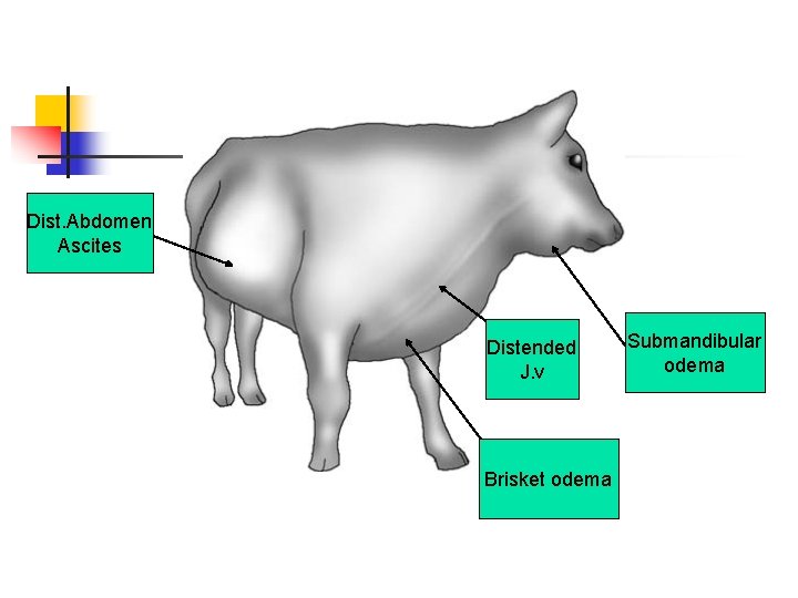 Dist. Abdomen Ascites Distended J. v Brisket odema Submandibular odema 