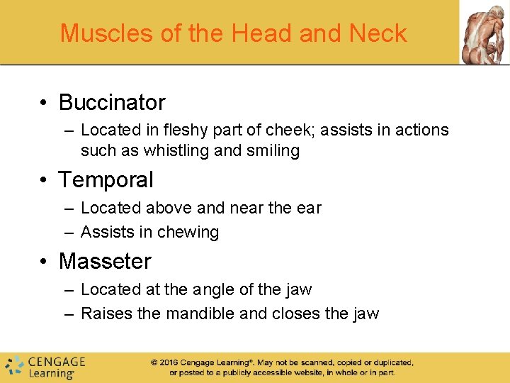 Muscles of the Head and Neck • Buccinator – Located in fleshy part of Muscles of the Head and Neck • Buccinator – Located in fleshy part of
