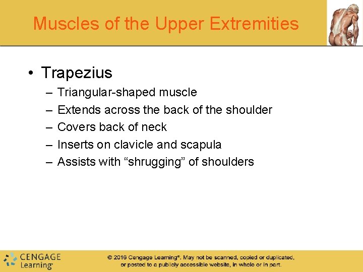 Muscles of the Upper Extremities • Trapezius – – – Triangular-shaped muscle Extends across Muscles of the Upper Extremities • Trapezius – – – Triangular-shaped muscle Extends across