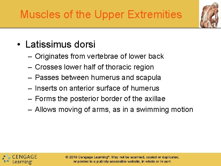 Muscles of the Upper Extremities • Latissimus dorsi – – – Originates from vertebrae Muscles of the Upper Extremities • Latissimus dorsi – – – Originates from vertebrae