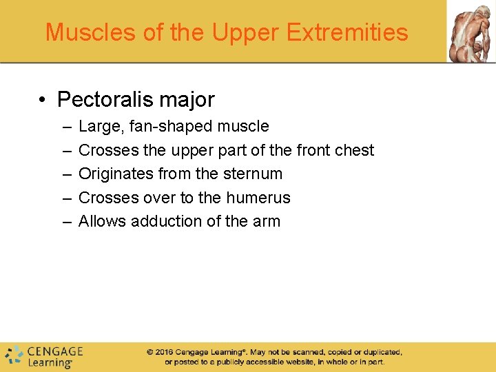 Muscles of the Upper Extremities • Pectoralis major – – – Large, fan-shaped muscle Muscles of the Upper Extremities • Pectoralis major – – – Large, fan-shaped muscle