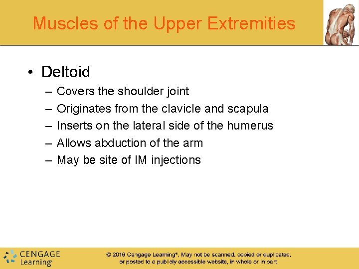 Muscles of the Upper Extremities • Deltoid – – – Covers the shoulder joint Muscles of the Upper Extremities • Deltoid – – – Covers the shoulder joint