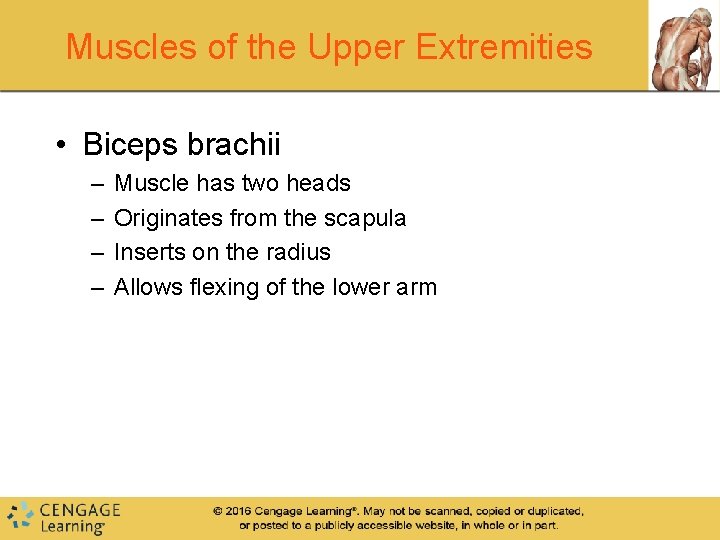 Muscles of the Upper Extremities • Biceps brachii – – Muscle has two heads Muscles of the Upper Extremities • Biceps brachii – – Muscle has two heads