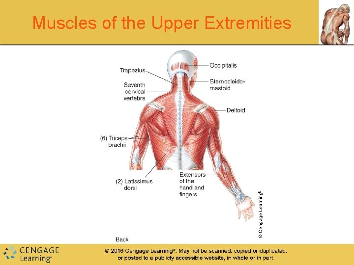 © Cengage Learning® Muscles of the Upper Extremities © Cengage Learning® Muscles of the Upper Extremities