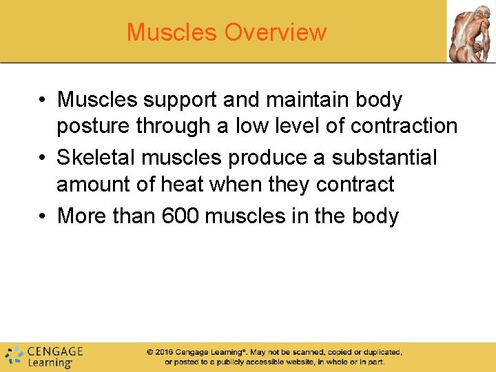 Muscles Overview • Muscles support and maintain body posture through a low level of Muscles Overview • Muscles support and maintain body posture through a low level of
