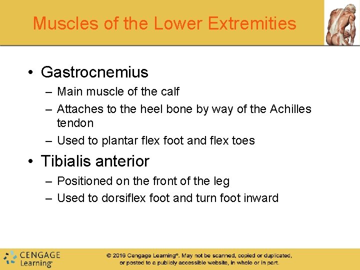 Muscles of the Lower Extremities • Gastrocnemius – Main muscle of the calf – Muscles of the Lower Extremities • Gastrocnemius – Main muscle of the calf –