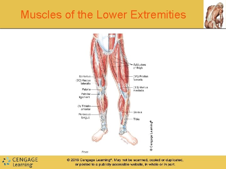 © Cengage Learning® Muscles of the Lower Extremities © Cengage Learning® Muscles of the Lower Extremities