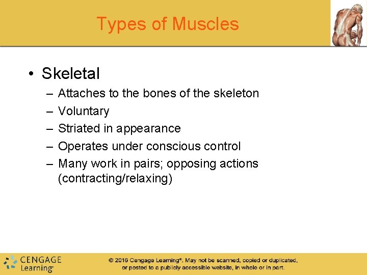 Types of Muscles • Skeletal – – – Attaches to the bones of the Types of Muscles • Skeletal – – – Attaches to the bones of the