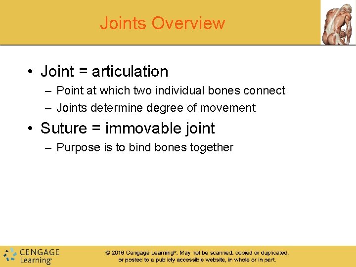 Joints Overview • Joint = articulation – Point at which two individual bones connect Joints Overview • Joint = articulation – Point at which two individual bones connect