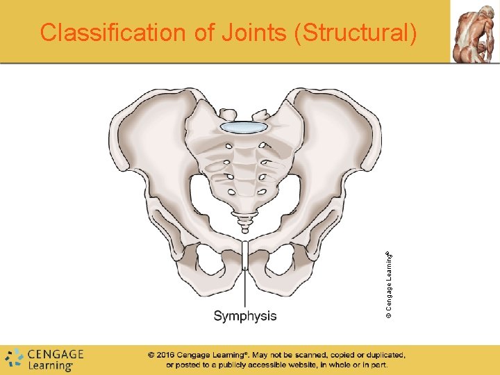 © Cengage Learning® Classification of Joints (Structural) © Cengage Learning® Classification of Joints (Structural)