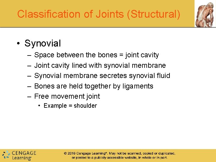 Classification of Joints (Structural) • Synovial – – – Space between the bones = Classification of Joints (Structural) • Synovial – – – Space between the bones =