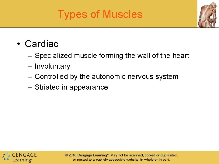 Types of Muscles • Cardiac – – Specialized muscle forming the wall of the Types of Muscles • Cardiac – – Specialized muscle forming the wall of the